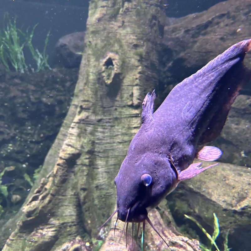 Fish in Cairns Aquarium, Picture 1.