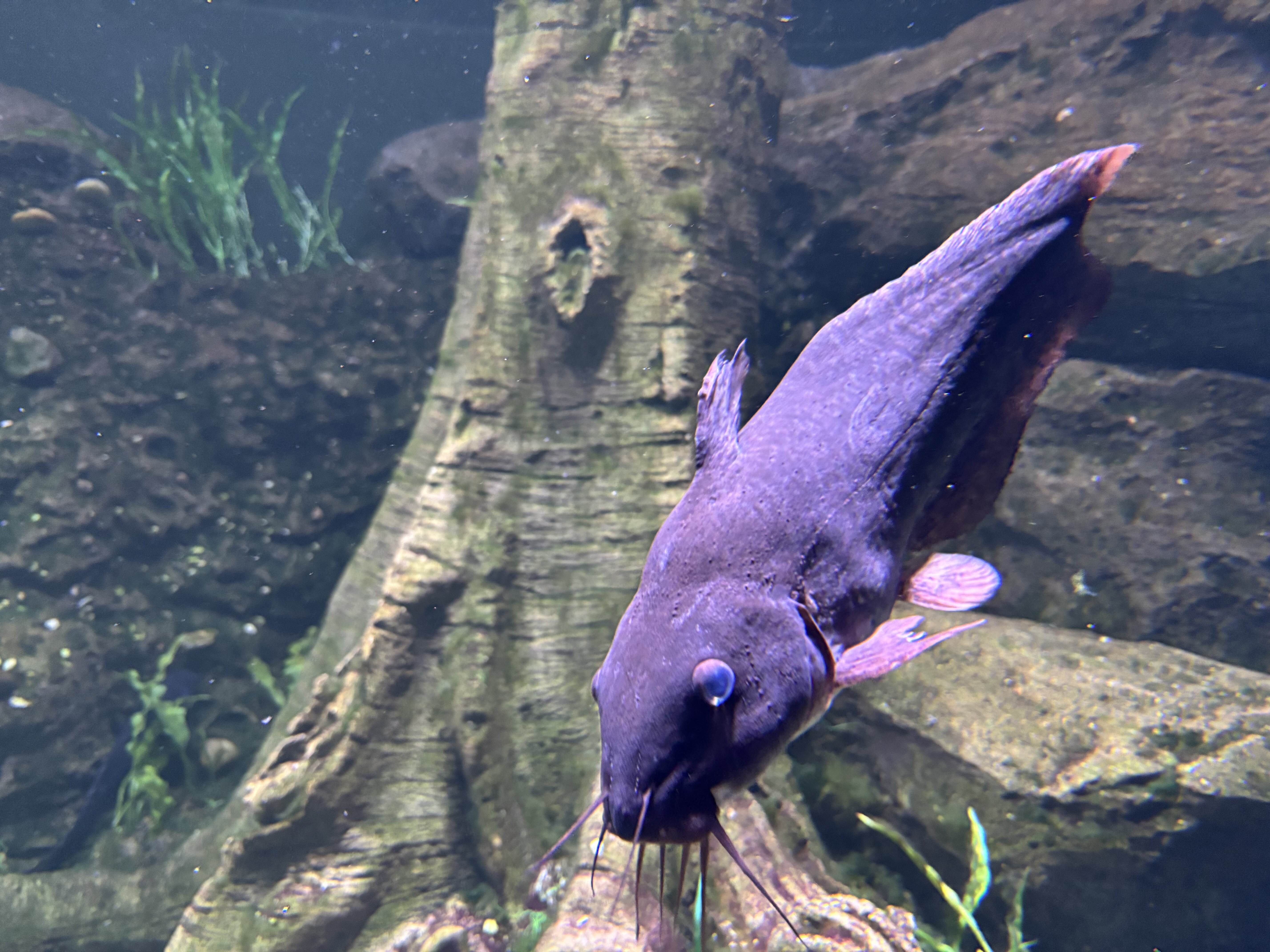 Fish in Cairns Aquarium, Picture 1.