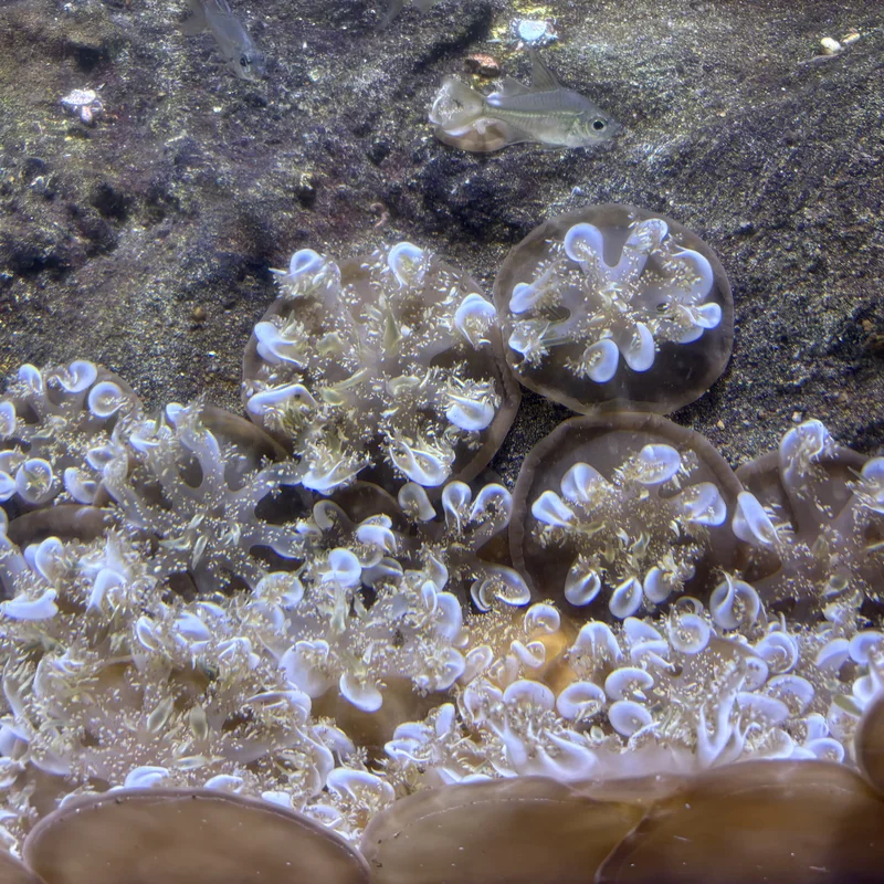 Jellyfish in Cairns Aquarium.