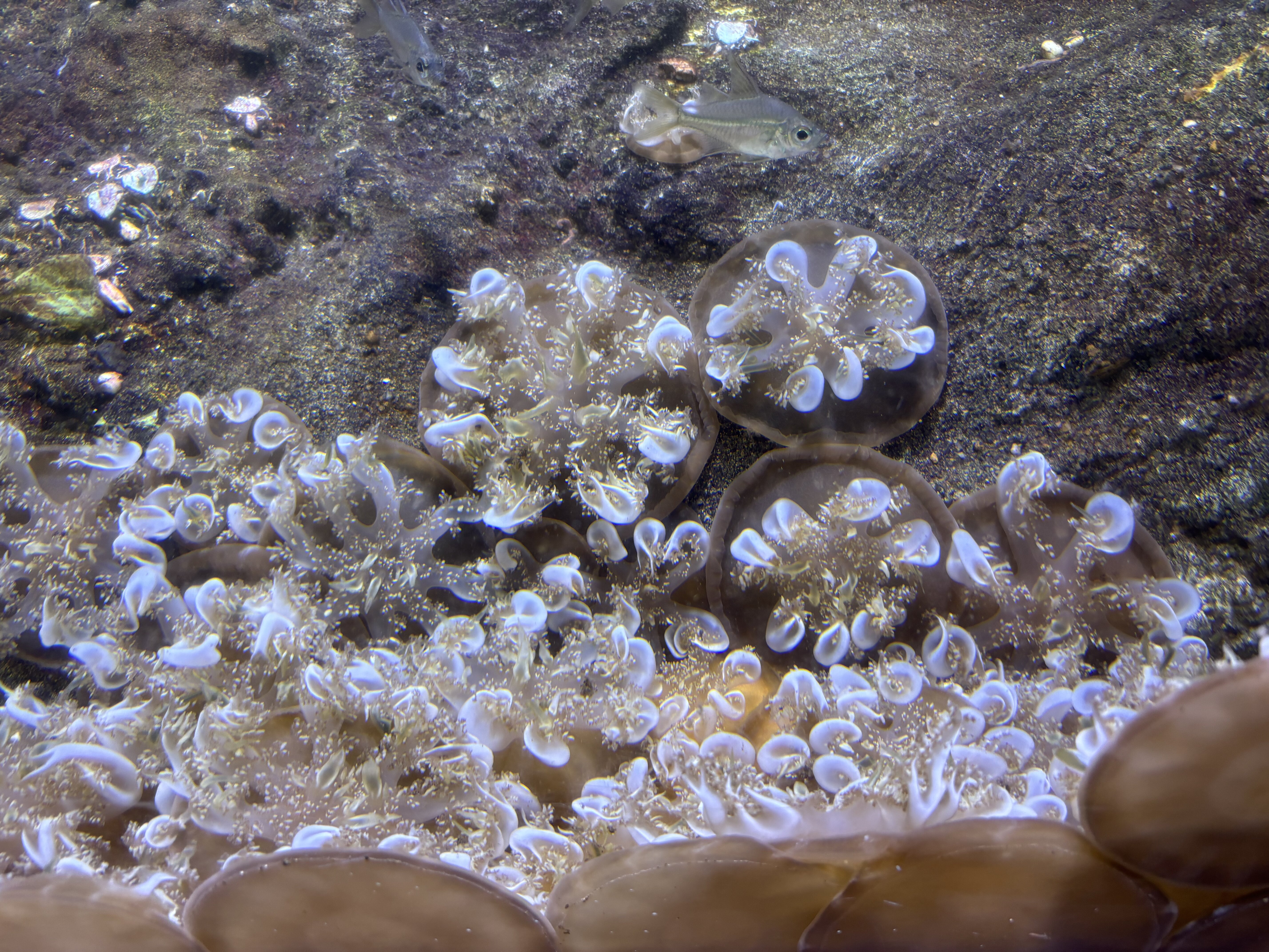 Jellyfish in Cairns Aquarium.