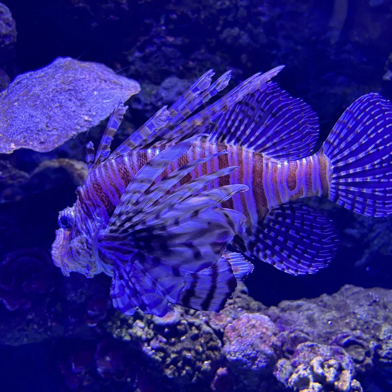 Fish in Cairns Aquarium, Picture 2.