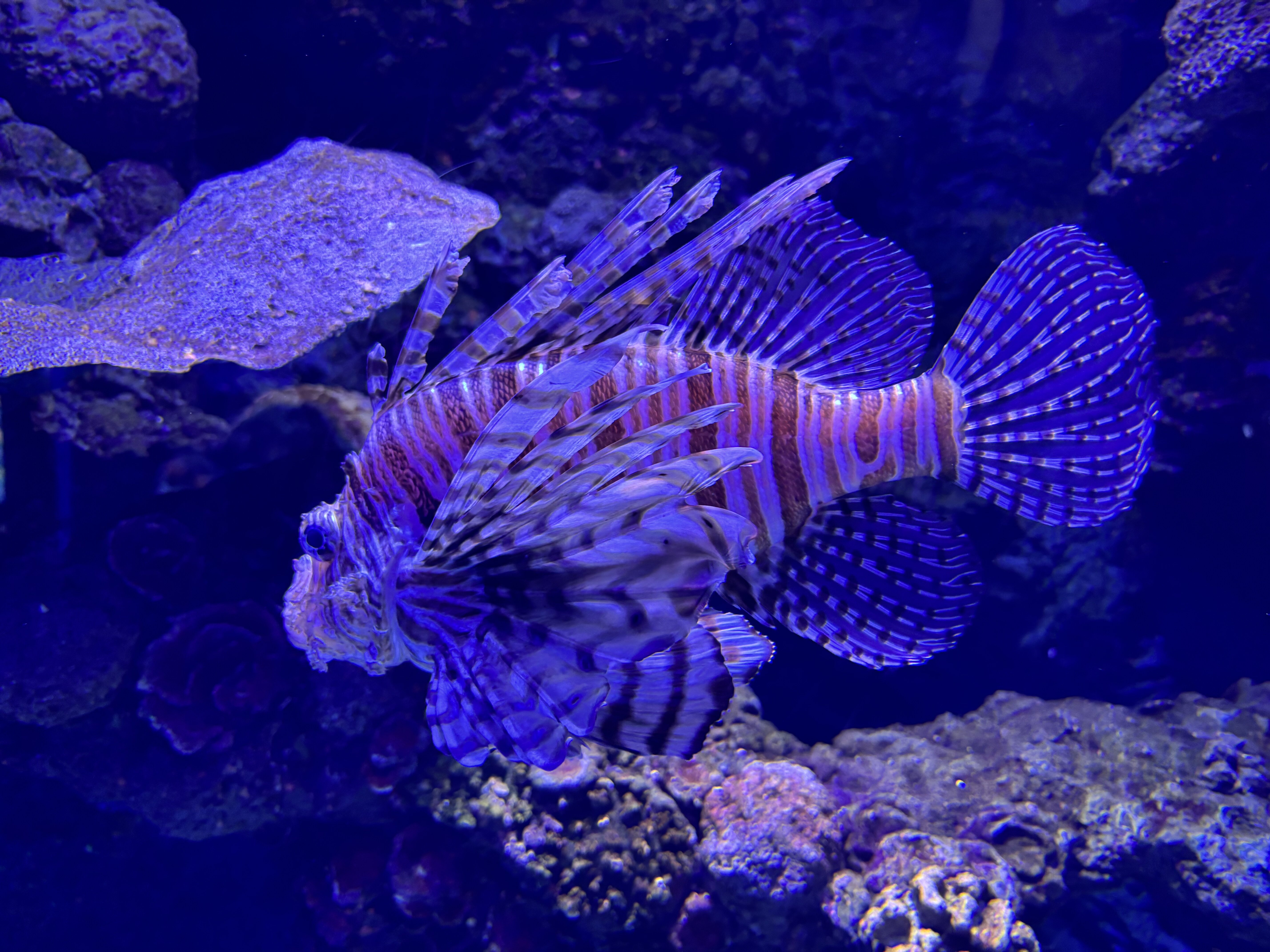 Fish in Cairns Aquarium, Picture 2.