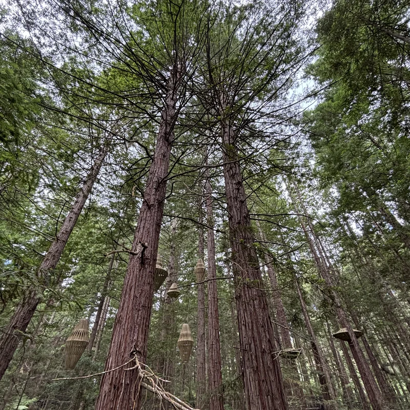 Redwood Treewalk, Picture 1.