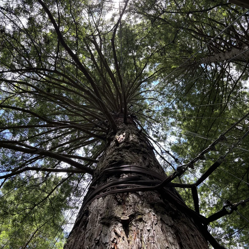 Redwood Treewalk, Picture 2.