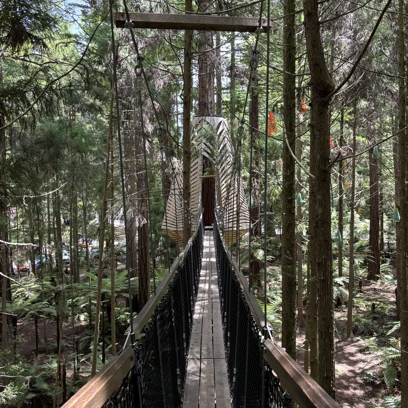 Redwood Treewalk, Picture 3.