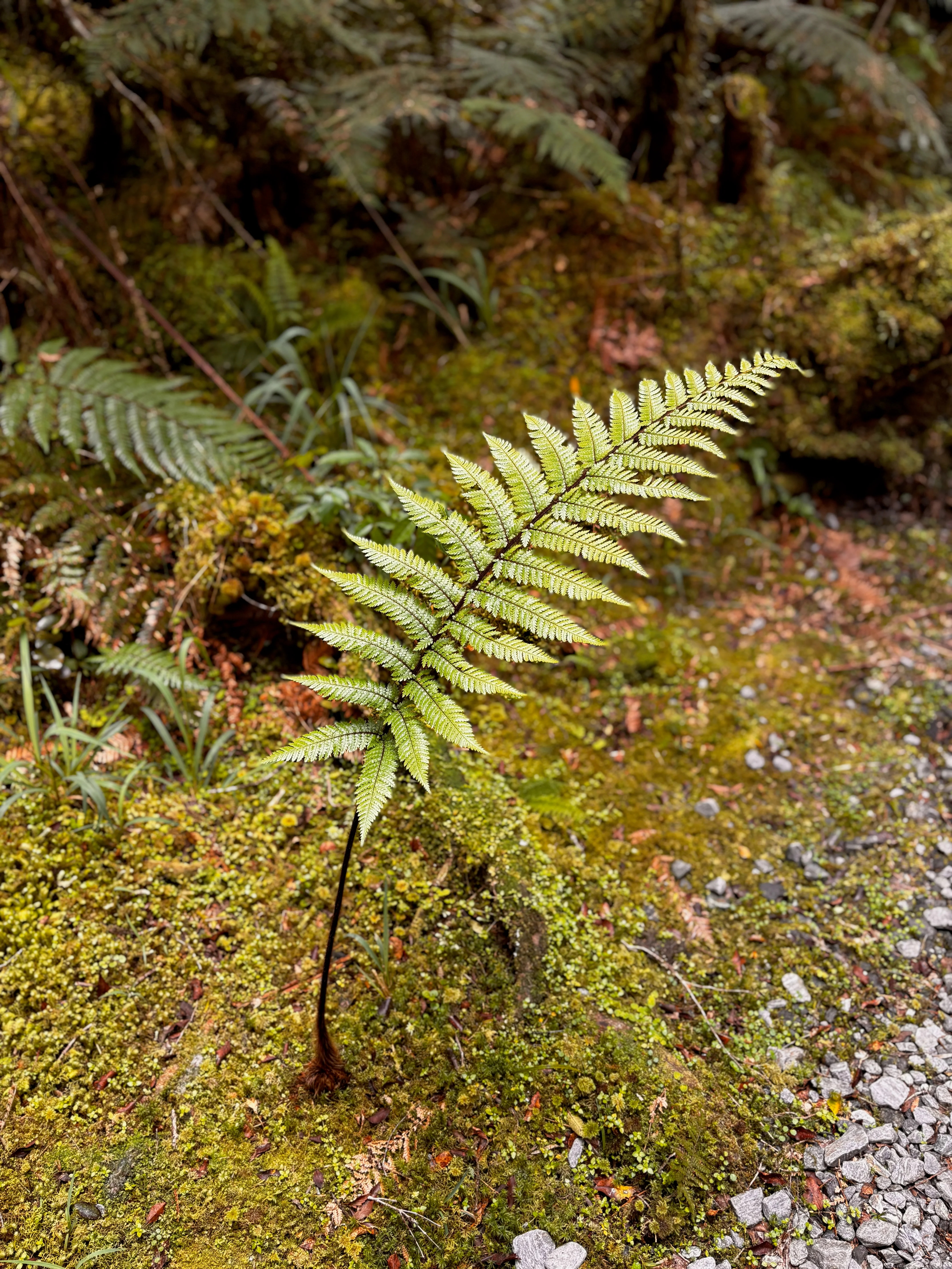 A small silver fern