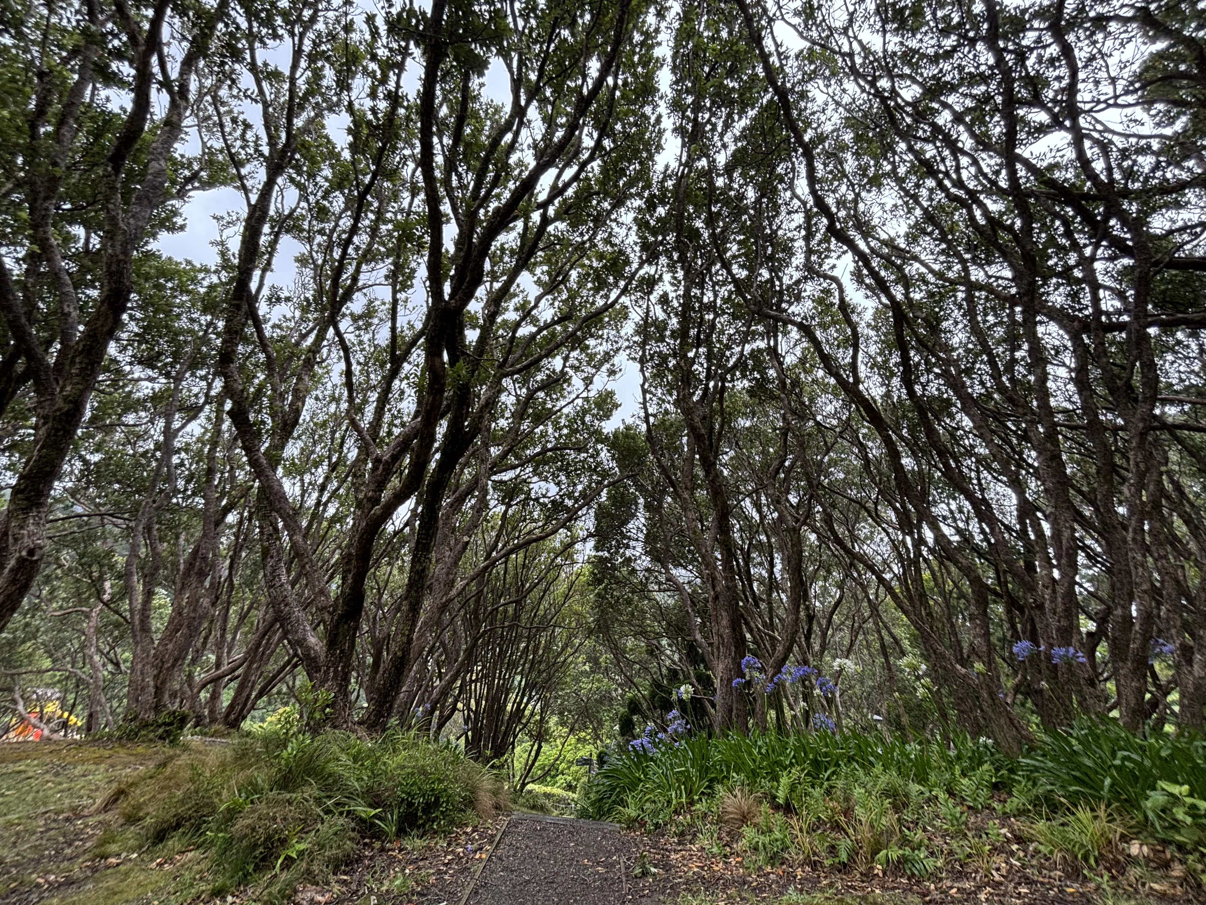 Wellington Botanic Garden.