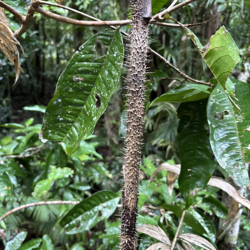 Daintree Rainforest, Picture 2.