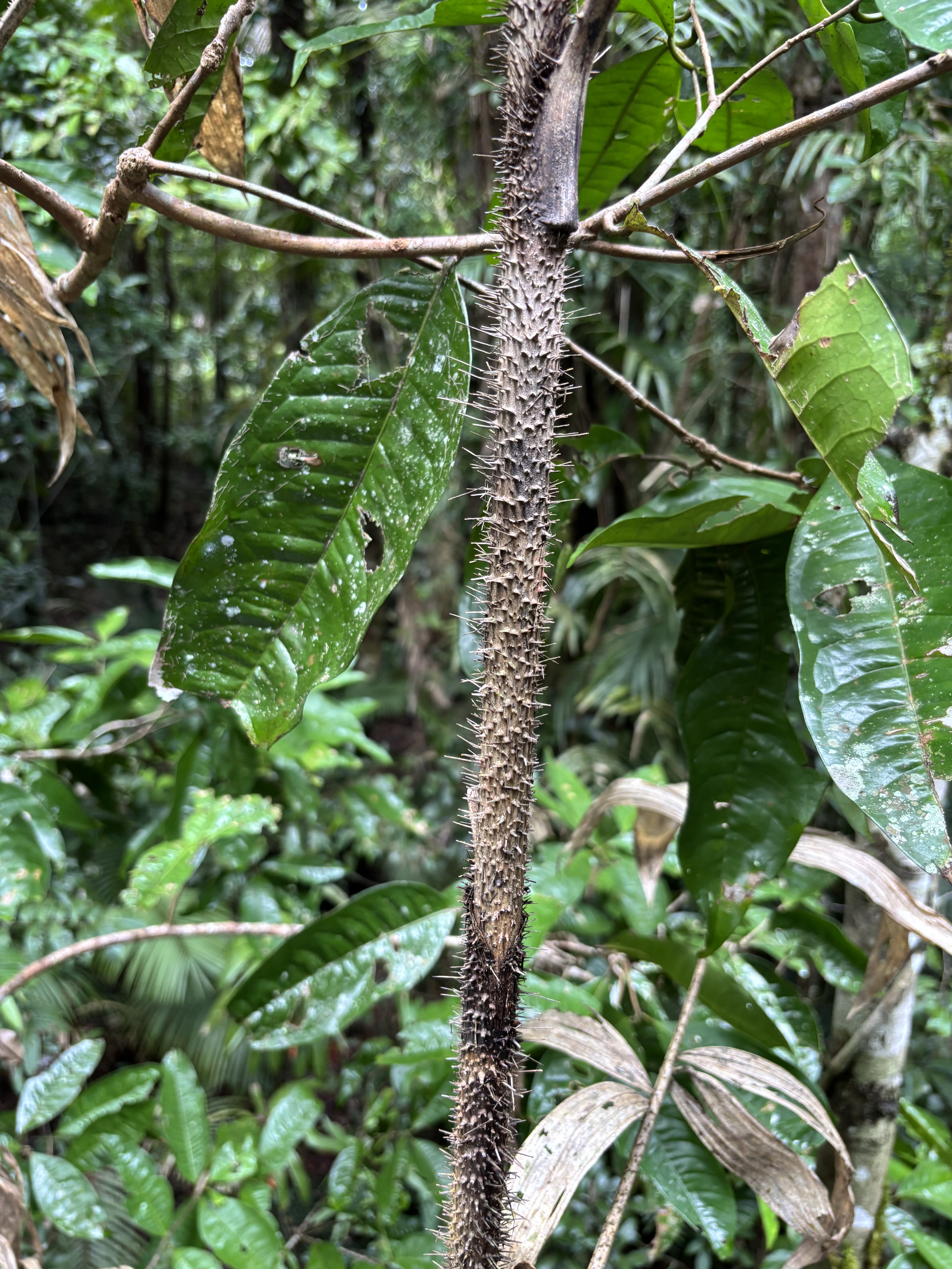 Daintree Rainforest, Picture 2.