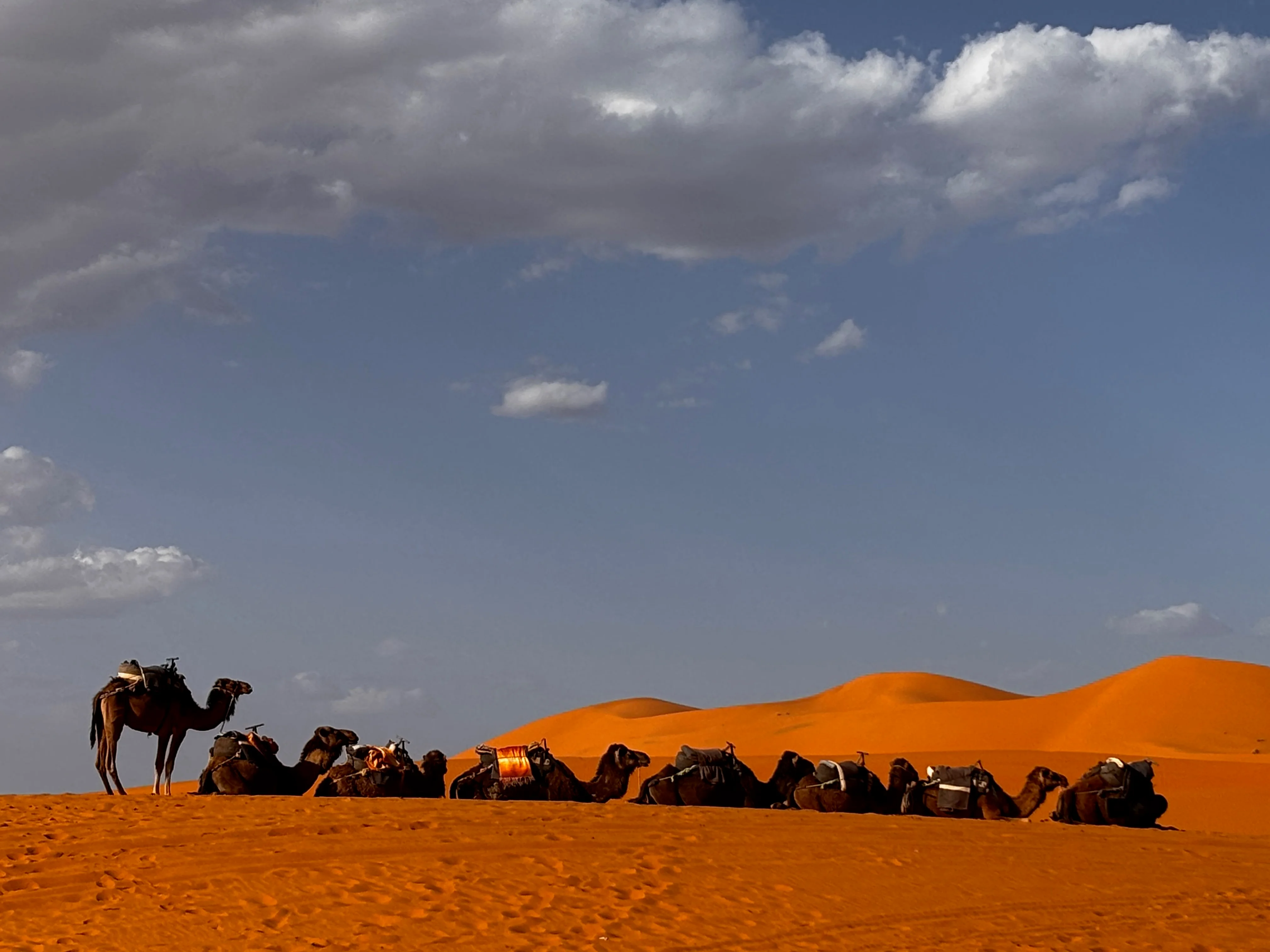 A view of camels.