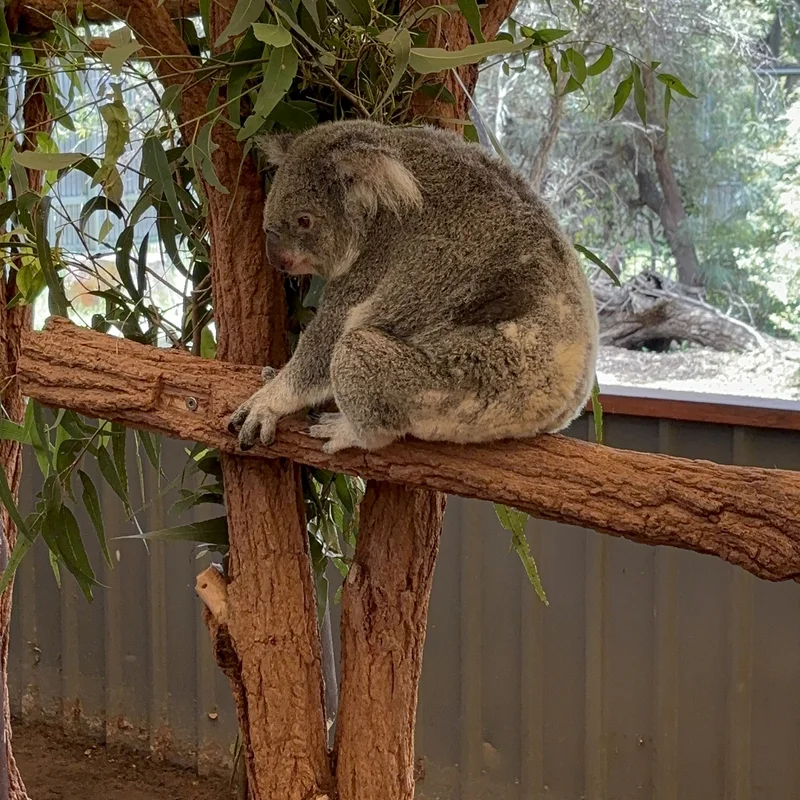 A Koala Bear, Picture 1.