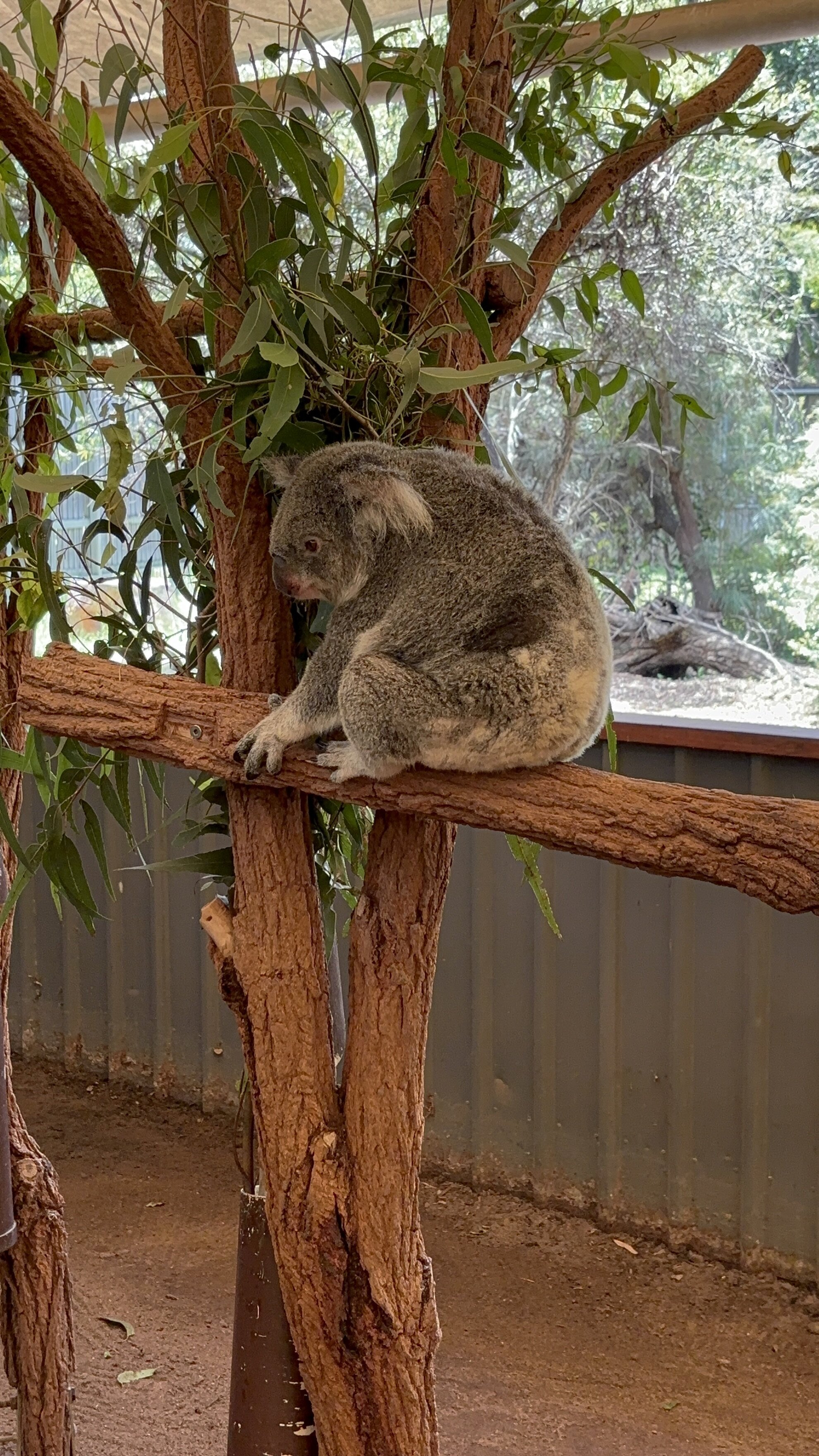 A Koala Bear, Picture 1.