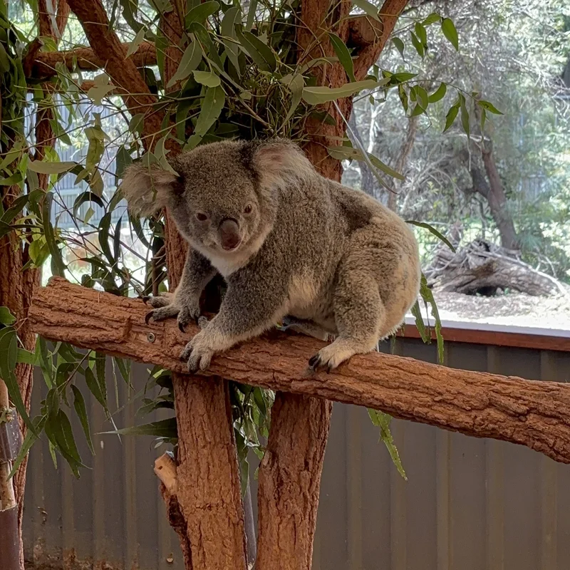 A Koala Bear, Picture 2.
