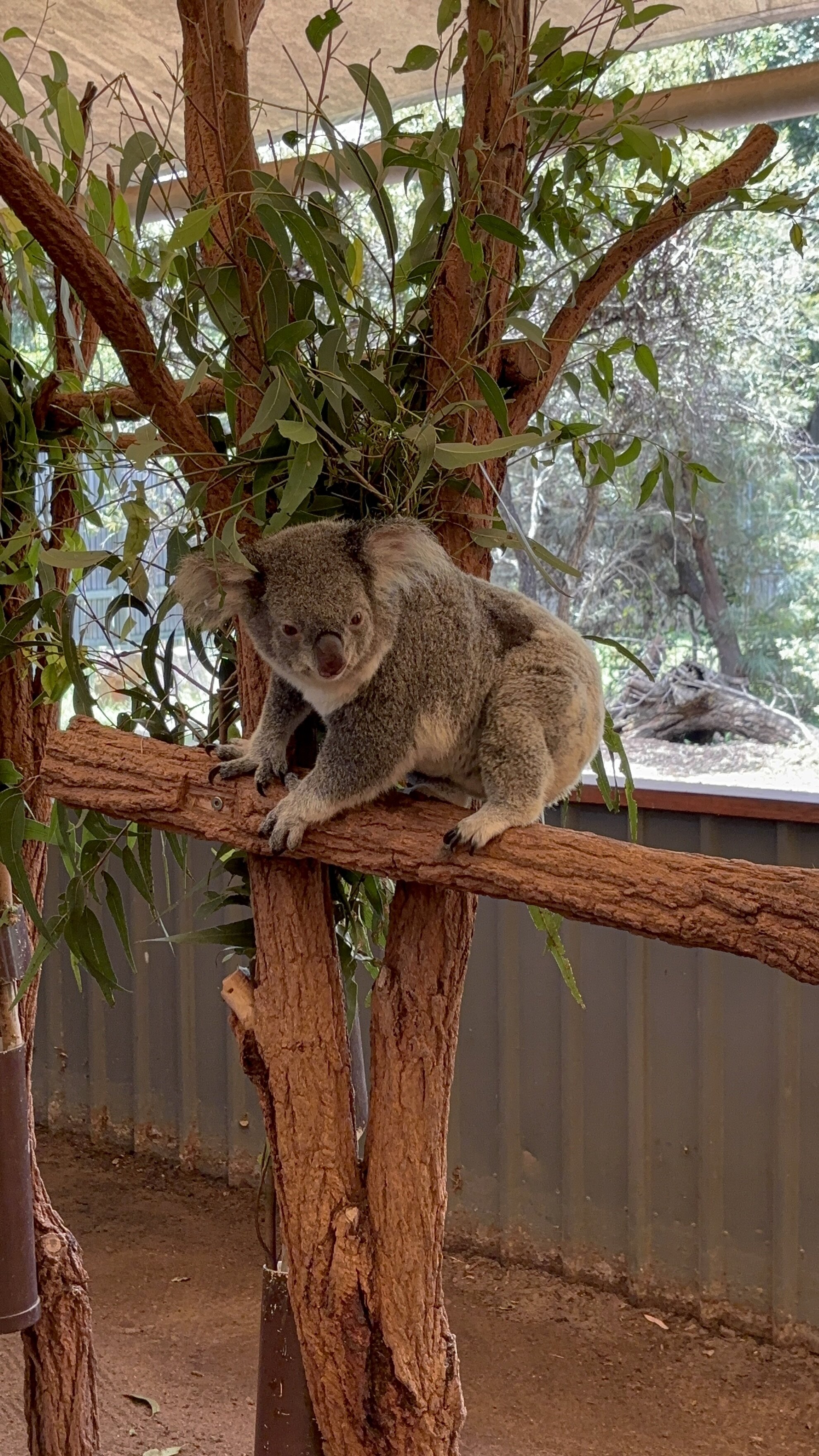 A Koala Bear, Picture 2.