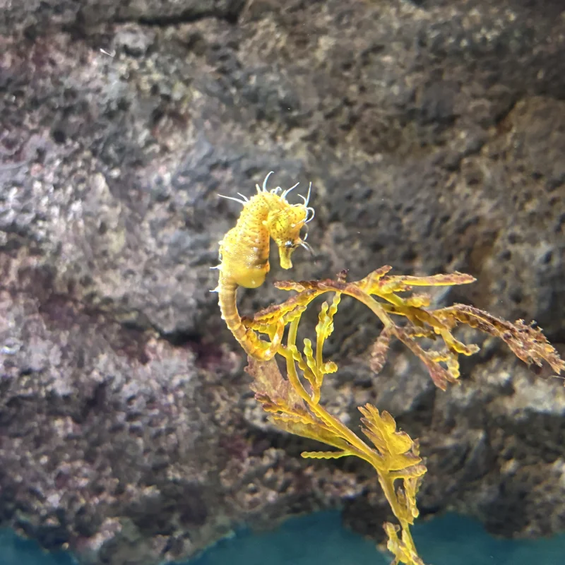 Sea Horses at the Sea Life Melbourne Aquarium.