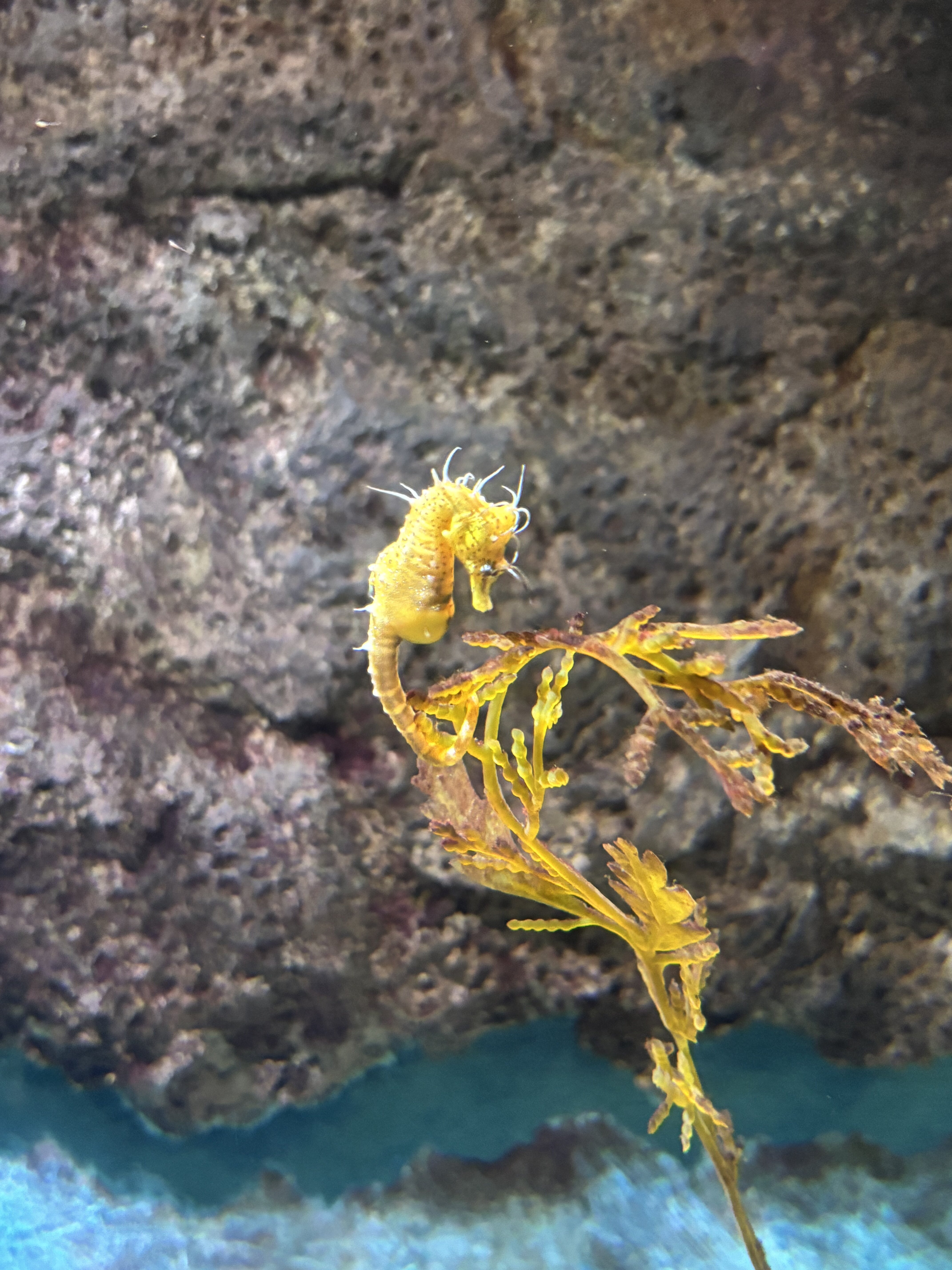 Sea Horses at the Sea Life Melbourne Aquarium.