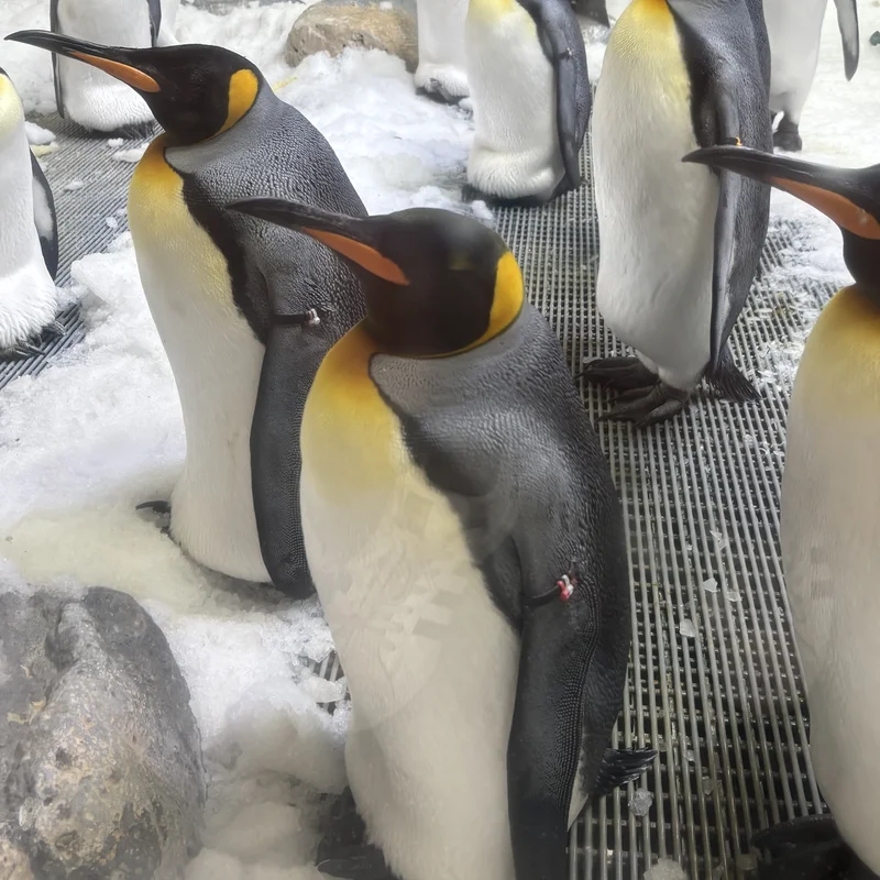 Penguins at the Sea Life Melbourne Aquarium.