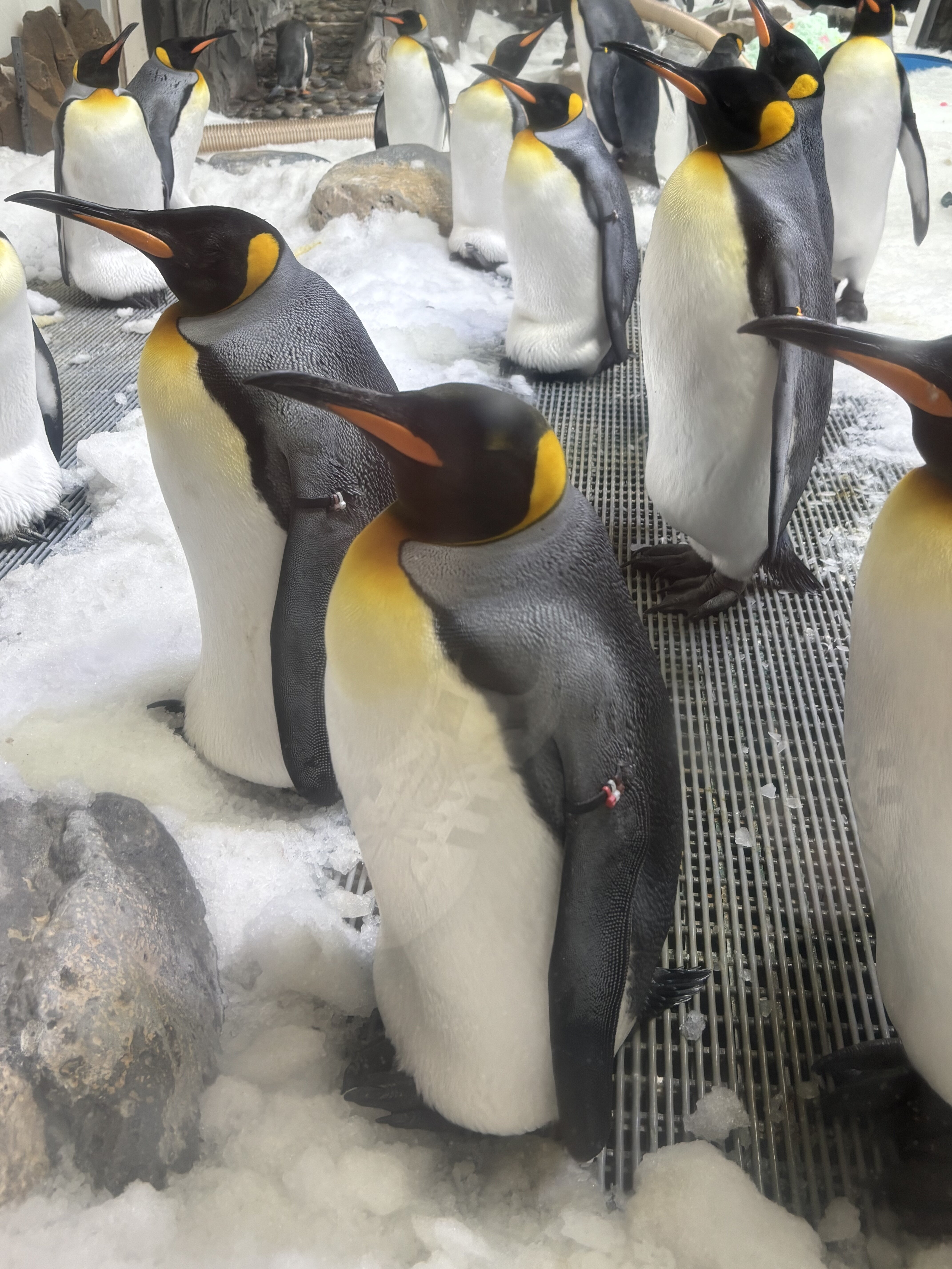 Penguins at the Sea Life Melbourne Aquarium.