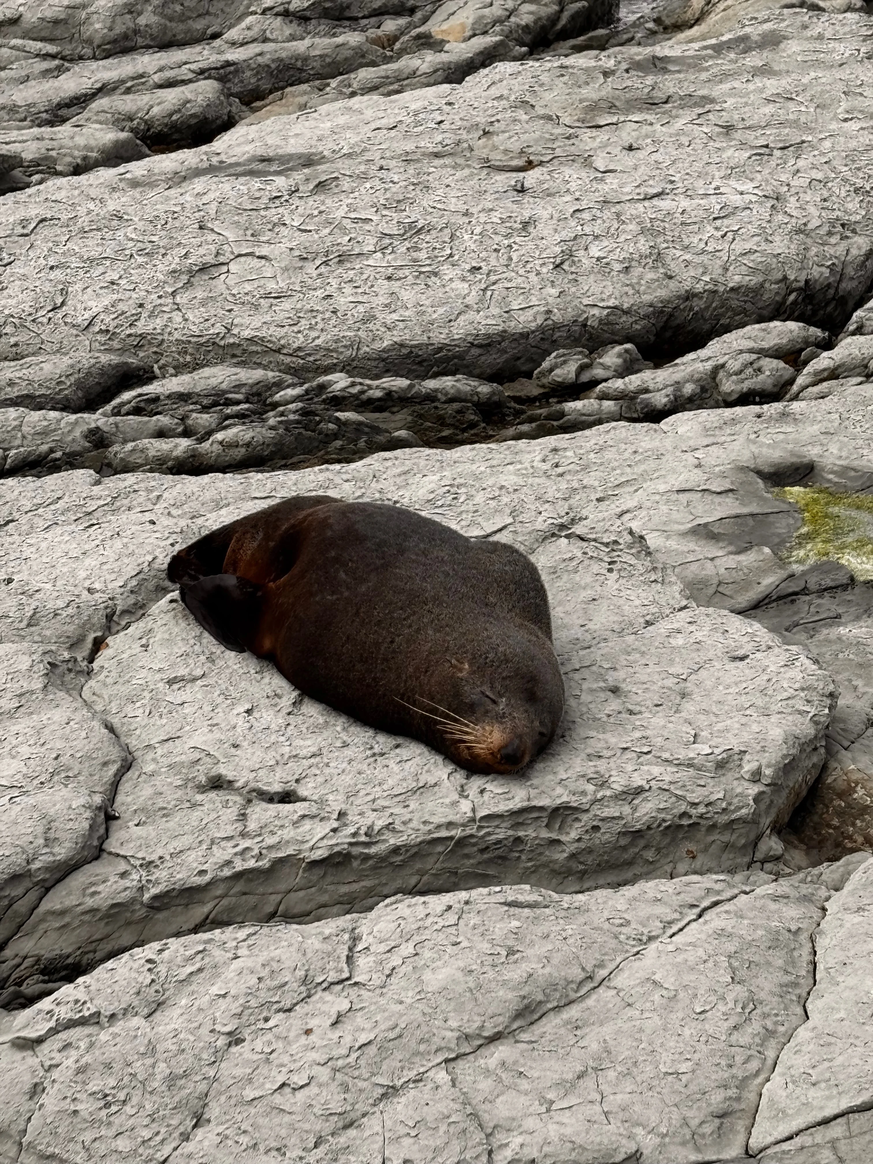 One of many seals you will see on the Kaikoura Peninsula walk