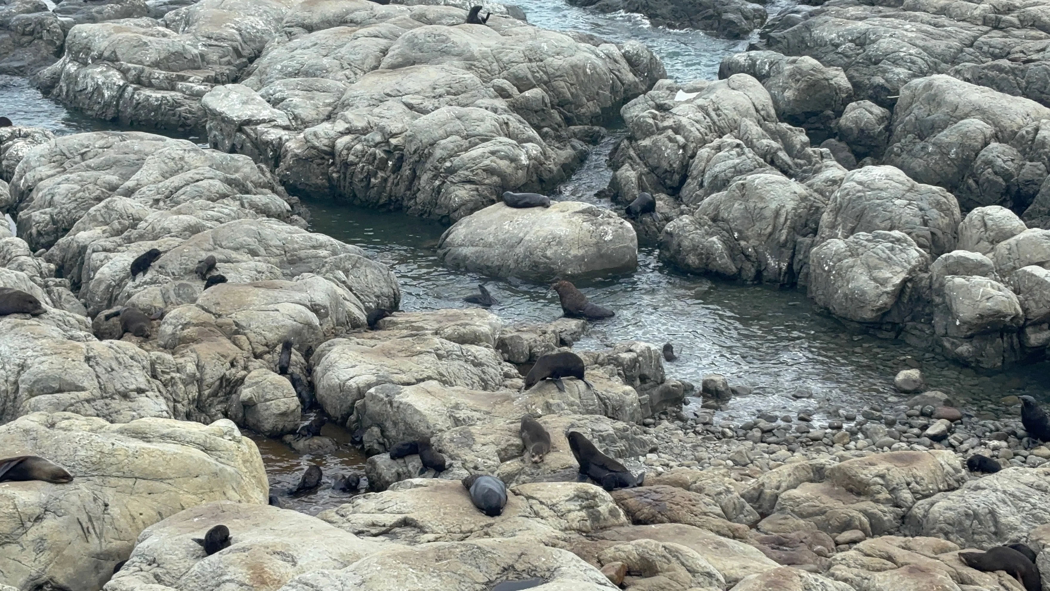 Look how many seals you can see at Ohau Point Lookout